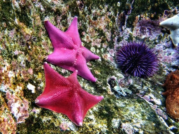 Equinodermos: estrella de mar y erizo de mar morado