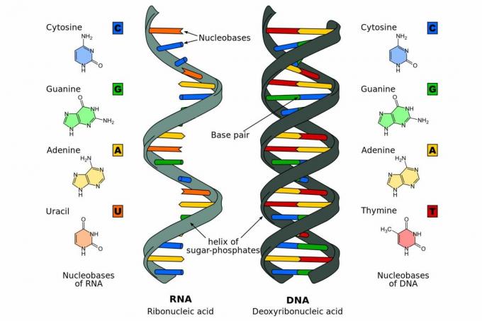 ADN vs ARN