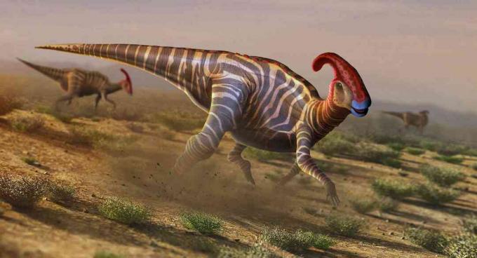 Obra de parasaurolophus