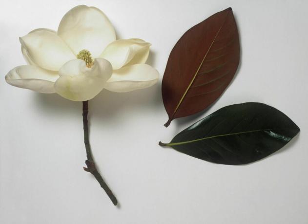 Magnolia grandiflora (Bull bay) blanco puro