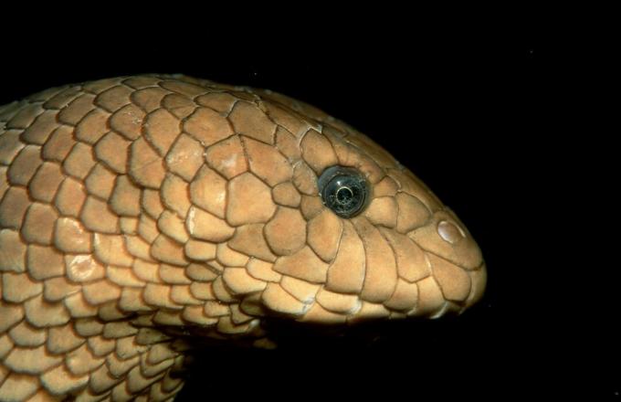 Serpiente de olivo, Hydrophiidae, Océano Pacífico, Papua Nueva Guinea