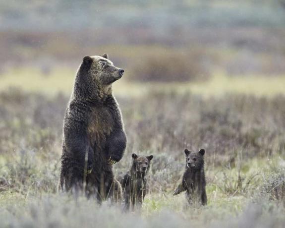 El oso pardo (Ursus arctos horribilis) siembra y dos cachorros del año, todos de pie sobre sus patas traseras, el Parque Nacional de Yellowstone, Wyoming