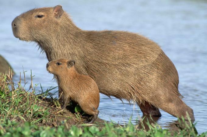 Los capibaras jóvenes son versiones en miniatura de sus padres.