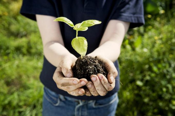 Niño, tenencia, planta