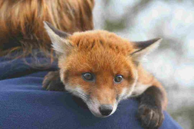 En algunos lugares es legal tener un zorro rojo como mascota.