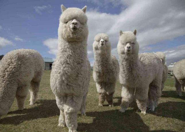 grupo de alpacas blancas