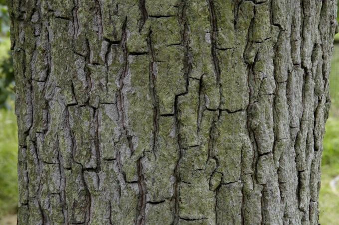 Carya tomentosa, mockernut nogal, primer plano sobre la corteza