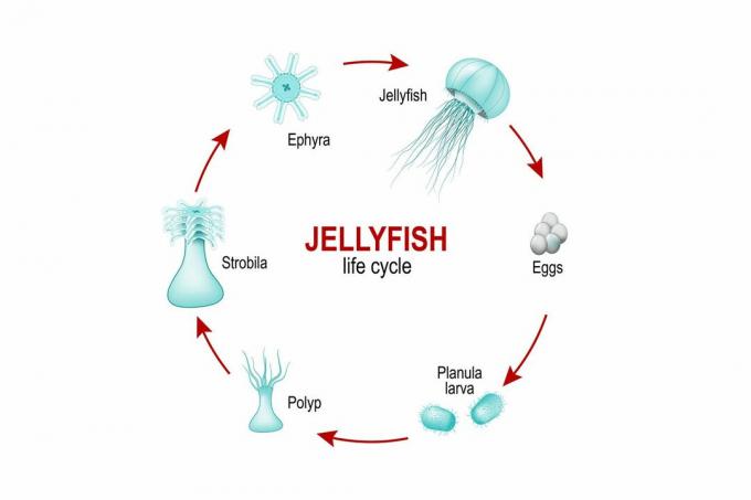 Ciclo de vida de las medusas