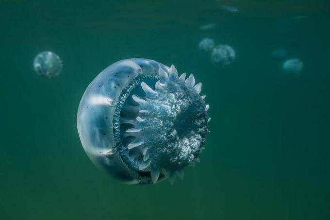 Medusas de bala de cañón de Baja California