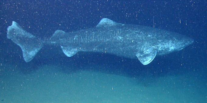 Tiburón de Groenlandia (Somniosus microcephalus)