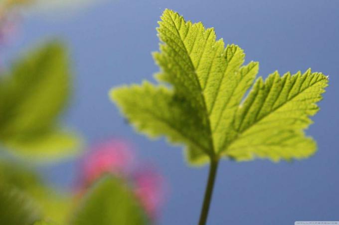 Hoja verde delante de un cielo azul