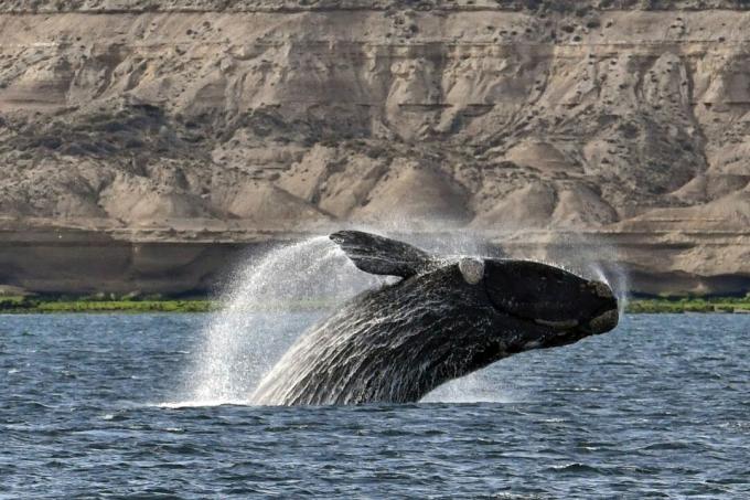 Ballena franca austral (Eubalaena australis)