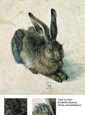 Conejo o liebre - Alberto Durero
