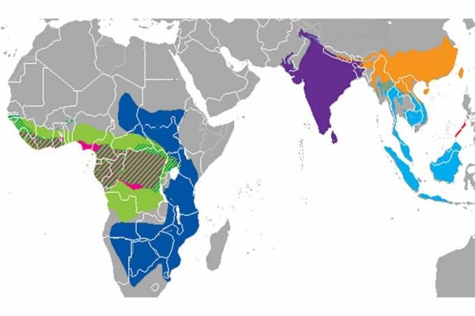 Distribución de especies de pangolín.