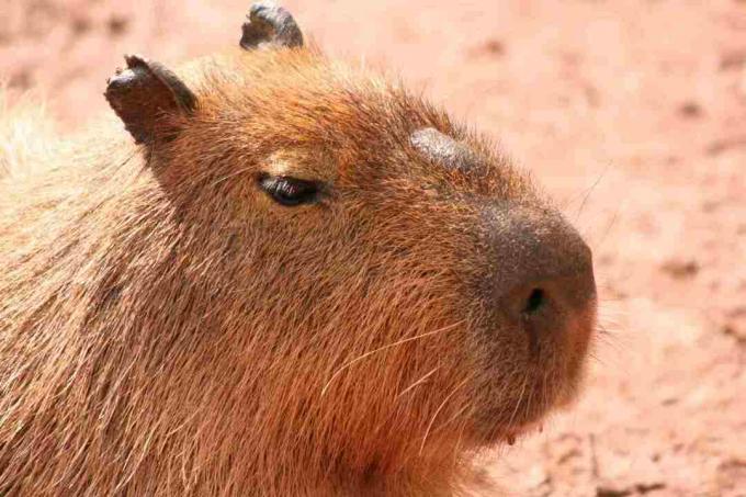 El morillo es un rasgo distintivo de la cara de un capibara.