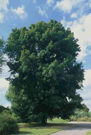 Carya cordiformis (nogal de Butternut), árbol de hojas verdes en el parque junto al camino