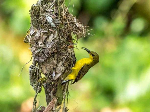 Sunbird hembra con nido y polluelos