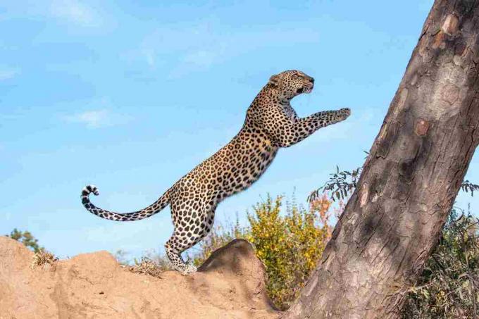 Leopardo volador
