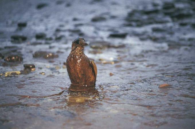 Guillimot engrasado después del derrame de petróleo de la Emperatriz, Gales Occidental