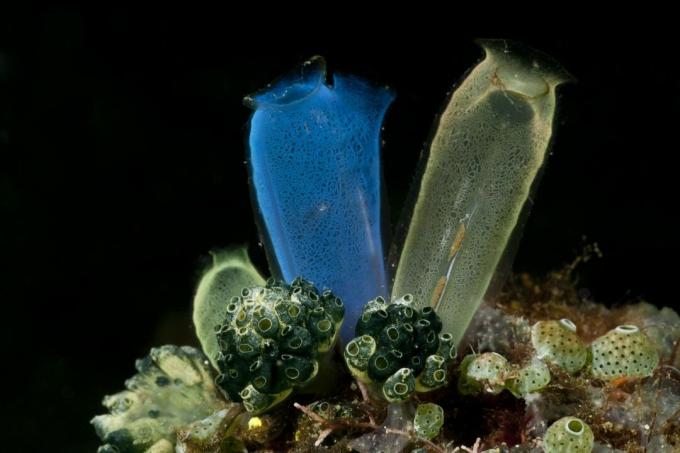 Chorros de mar