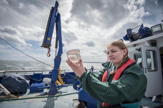 Científico femenino inspeccionando muestra de plancton en barco de investigación