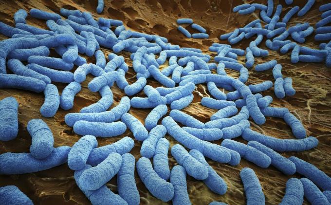 Cerca de e. bacteria coli como se ve bajo un microscopio.