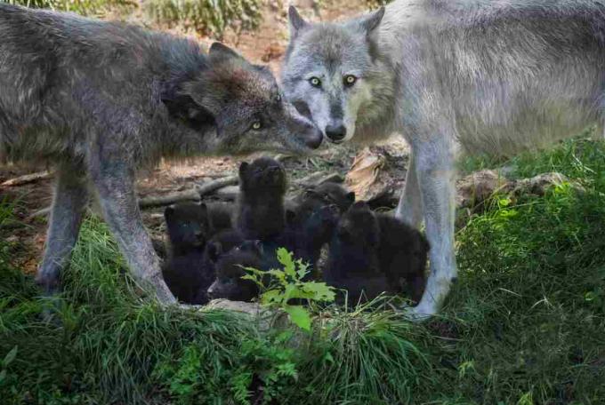 Familia del lobo negro con cachorros recién nacidos, Canadá