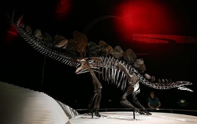 Esqueleto de estegosaurio