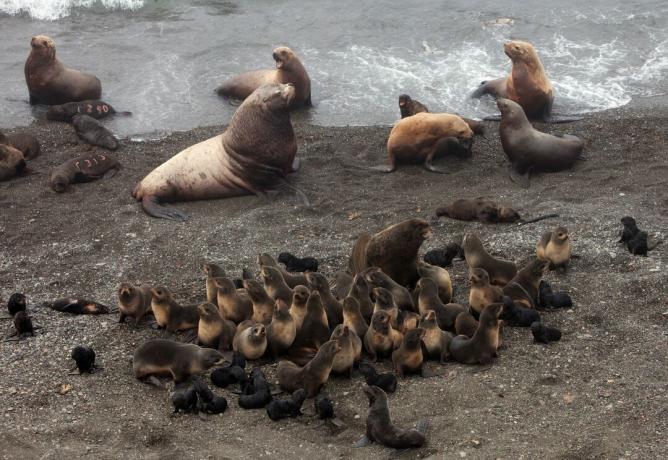 Mezcla de machos de leones marinos de Steller (criaturas más grandes y pálidas) y lobos marinos del norte, más cachorros y hembras de ambas especies.