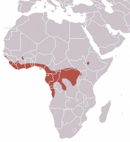 Mapa de distribución de murciélagos con cabeza de martillo