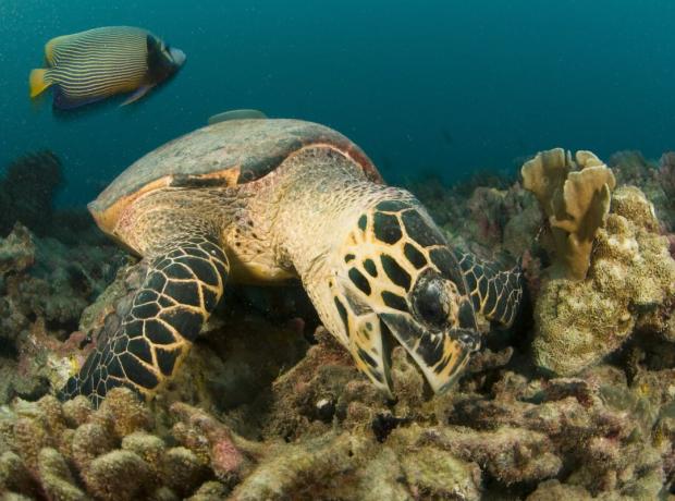 tortuga marina muerde el arrecife con pez ángel en el fondo