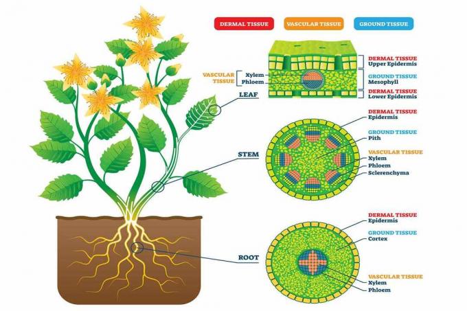 Tejidos vegetales