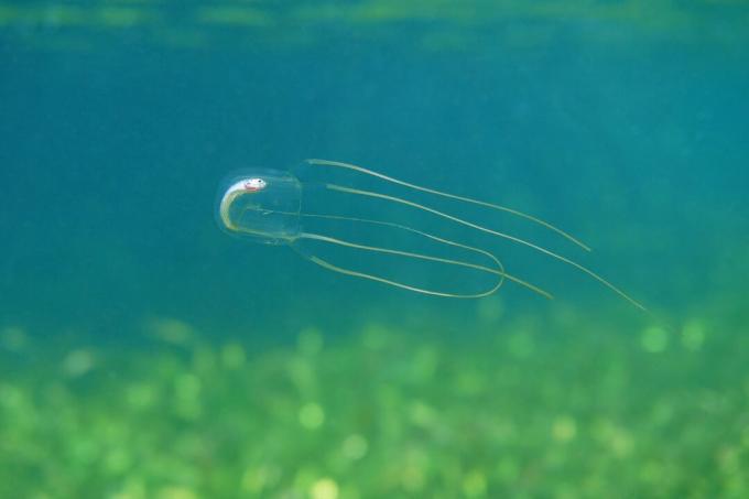 Caja de medusas con peces muertos en su estómago