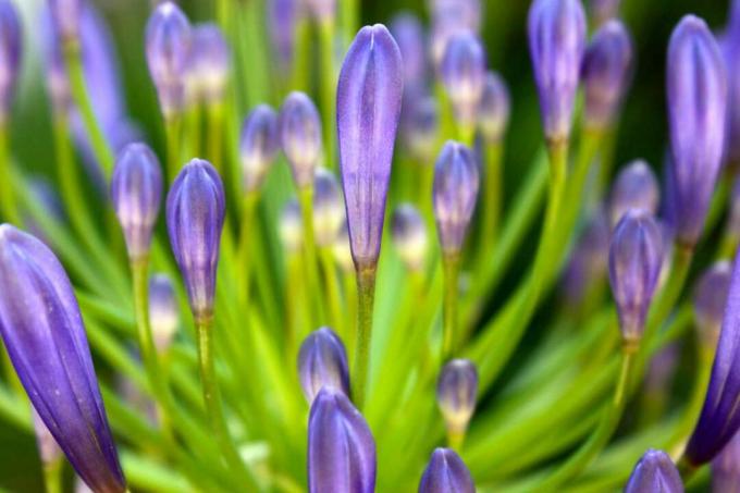 Flores moradas