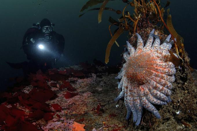 Diver and Sun Star, Crossaster sp., Bahía de Monterey, California, EE.UU.
