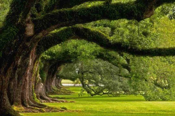 Tomado en Oak Alley Plantation