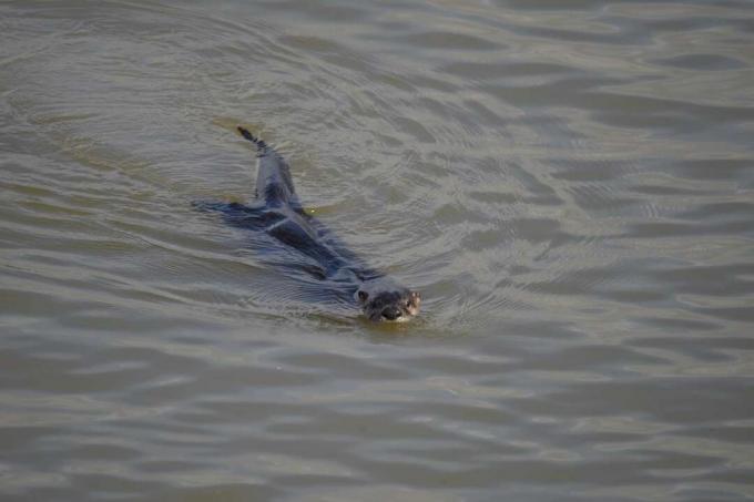 Nutria de río nadando