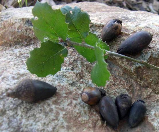 bellotas y hojas de roble vivas de california