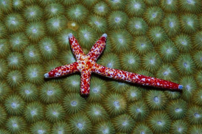 Cometa Starfish regenerando