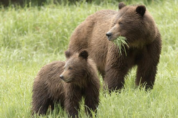 Los osos grizzly comen hierba y carne.