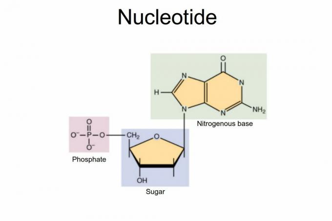 Nucleótido