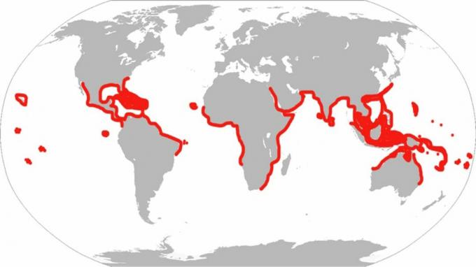 Este es el rango histórico de rayos de águila manchado. Según la clasificación moderna, el pez solo reside en el Atlántico, el Caribe y el Golfo.