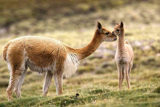 Guanaco y chulengo