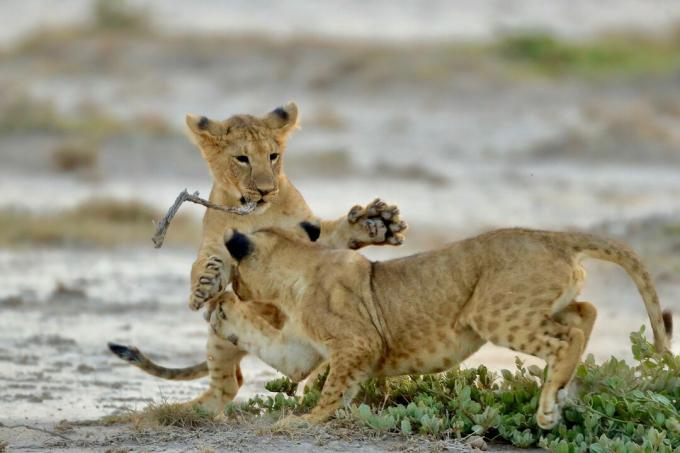 Cachorros de león jugando en campo