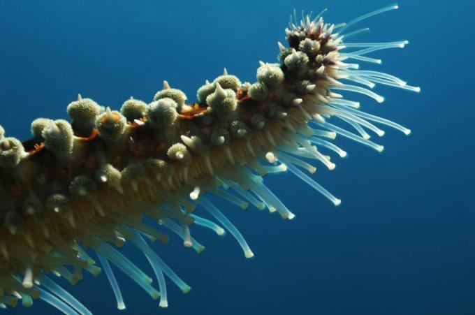 Pies de tubo de Spiny Starfish / Borut Furlan / Getty Images