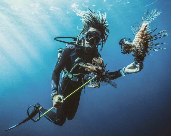 Aunque los peces escorpión son venenosos, son animales suaves. Este buzo está alimentando un pez león.