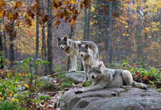 Tres lobos de madera en lluvia de otoño