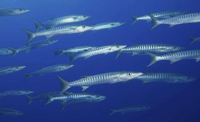 Escuela de barracuda Blackfin en el agua cerca del atolón de Rangiroa, Polinesia Francesa