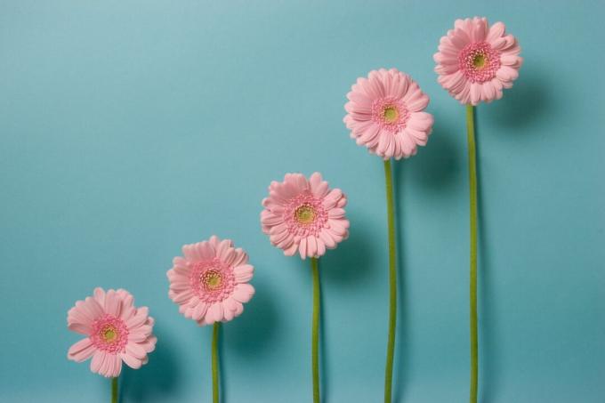 Flores de diferentes alturas