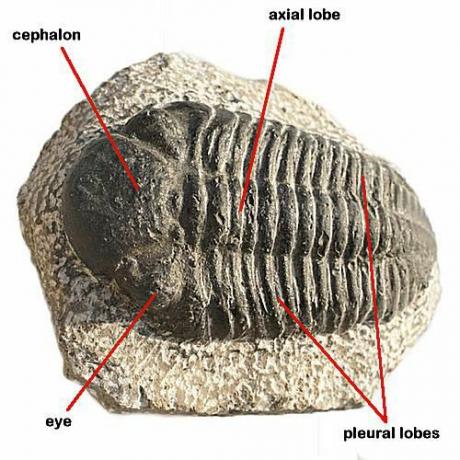 Los trilobites existen como fósiles solo hoy, habiéndose extinguido al final del período Pérmico.